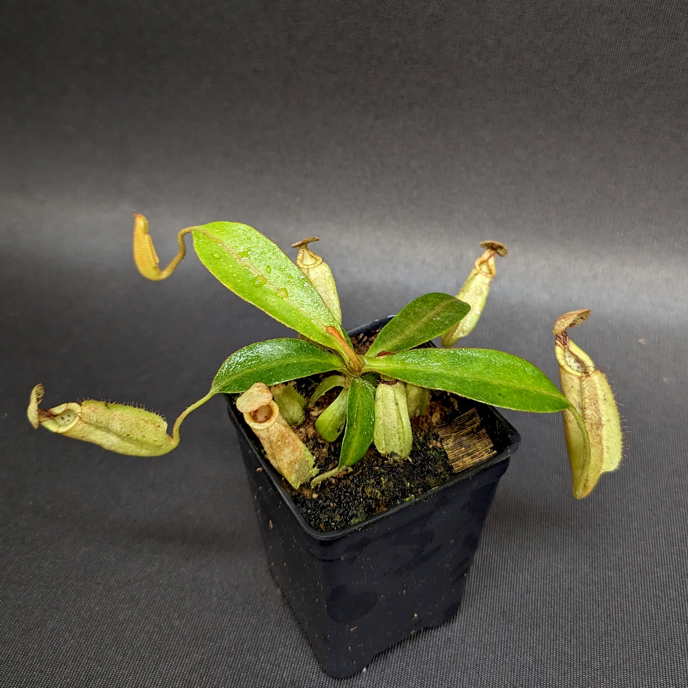 Nepenthes rafflesiana x mollis, CAR-0216 – Carnivero
