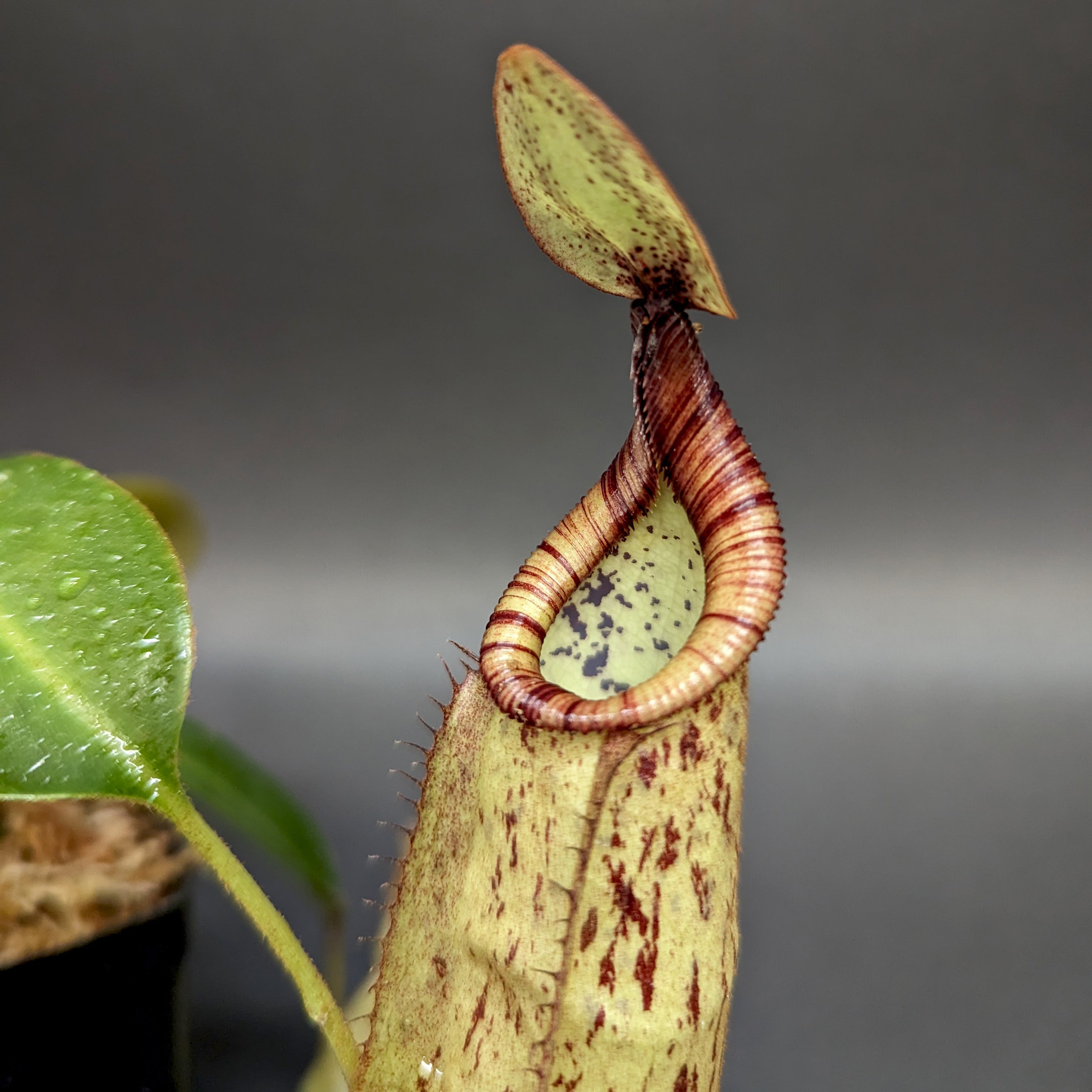 Nepenthes rafflesiana x mollis, CAR-0216 – Carnivero