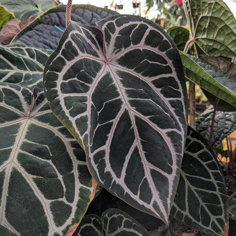 Dark green leaf with silvery white veins from Anthurium Doc Block F2 x besseae aff