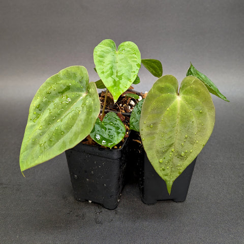 Raven's Heart anthurium with dark glossy heart shaped leaves and water droplets in a black nursery pot.