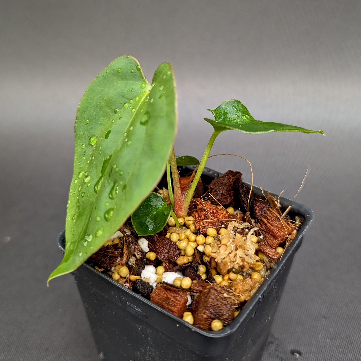 anthurium raven soul Anthurium Raven's Heart (Papillilaminum x Ace of Spades dark form), CA – Carnivero