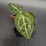Anthurium [(crystallinum x magnificum) x 'Ace of Spades'] x (Red Crystal x magnificum), CAR-0334