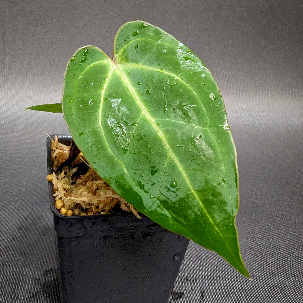 
                      
                        Anthurium magnificum x sp. Nov. Darien (bessae aff), CAR-0335
                      
                    