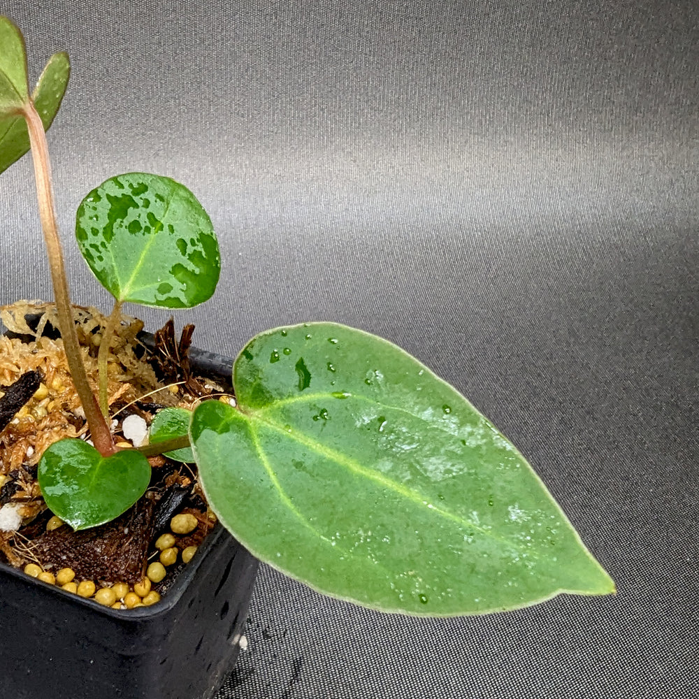 
                      
                        Anthurium magnificum x sp. Nov. Darien (bessae aff), CAR-0335
                      
                    