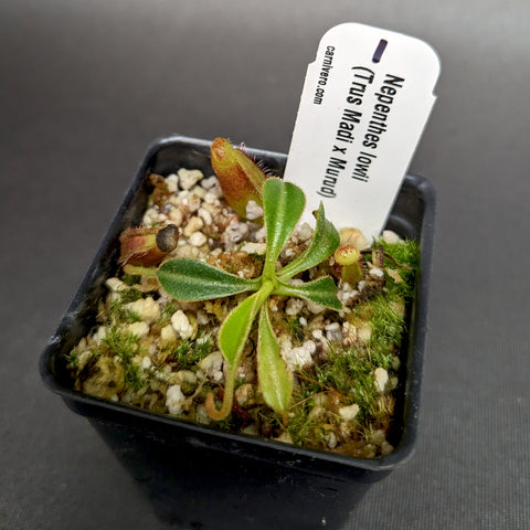 Nepenthes lowii seedling from Trusmadi x Murud in a black pot with mossy substrate