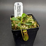 Nepenthes lowii (Trusmadi x Murud)