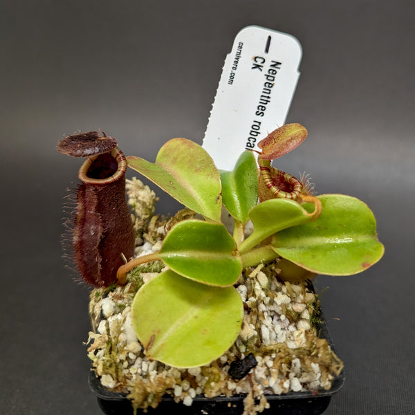 Nepenthes robcantleyi x lowii