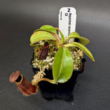 Nepenthes robcantleyi x lowii