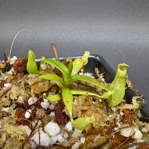 Young Nepenthes plant with bright green lanceolate leaves growing in a mossy soil mix in a small pot