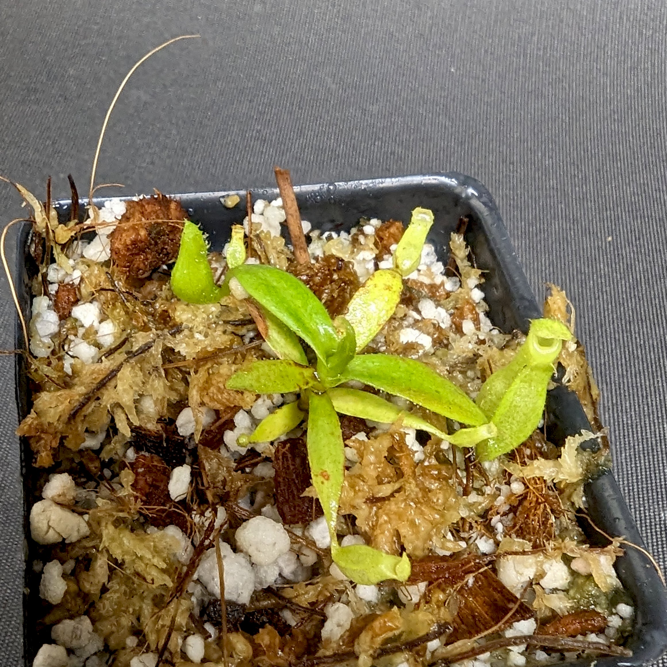 Nepenthes (veitchii x burbidgeae) x (jacquelineae x truncata