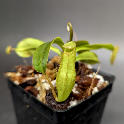 Nepenthes BE Best hybrid showing a tall green pitcher with curling tendril beside a leaf