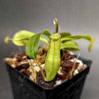 Nepenthes [(lowii x veitchii) x boschiana] x (spathulata x jacquelineae)-BE Best