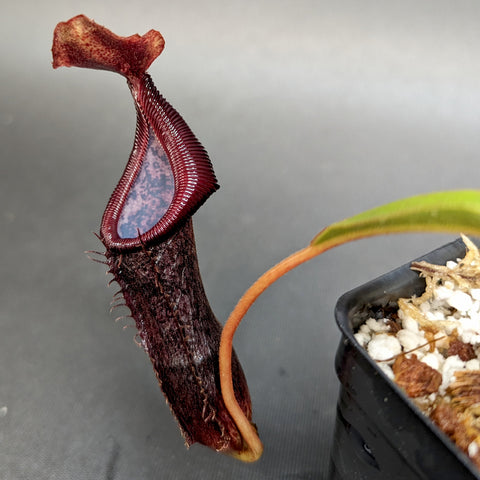 Tall burgundy Nepenthes pitcher with curved neck and ridged rim BE-3984.