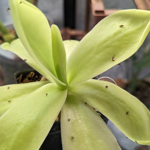 Pinguicula gigantea butterwort rosette with pale lime green fuzzy leaves in a pot.