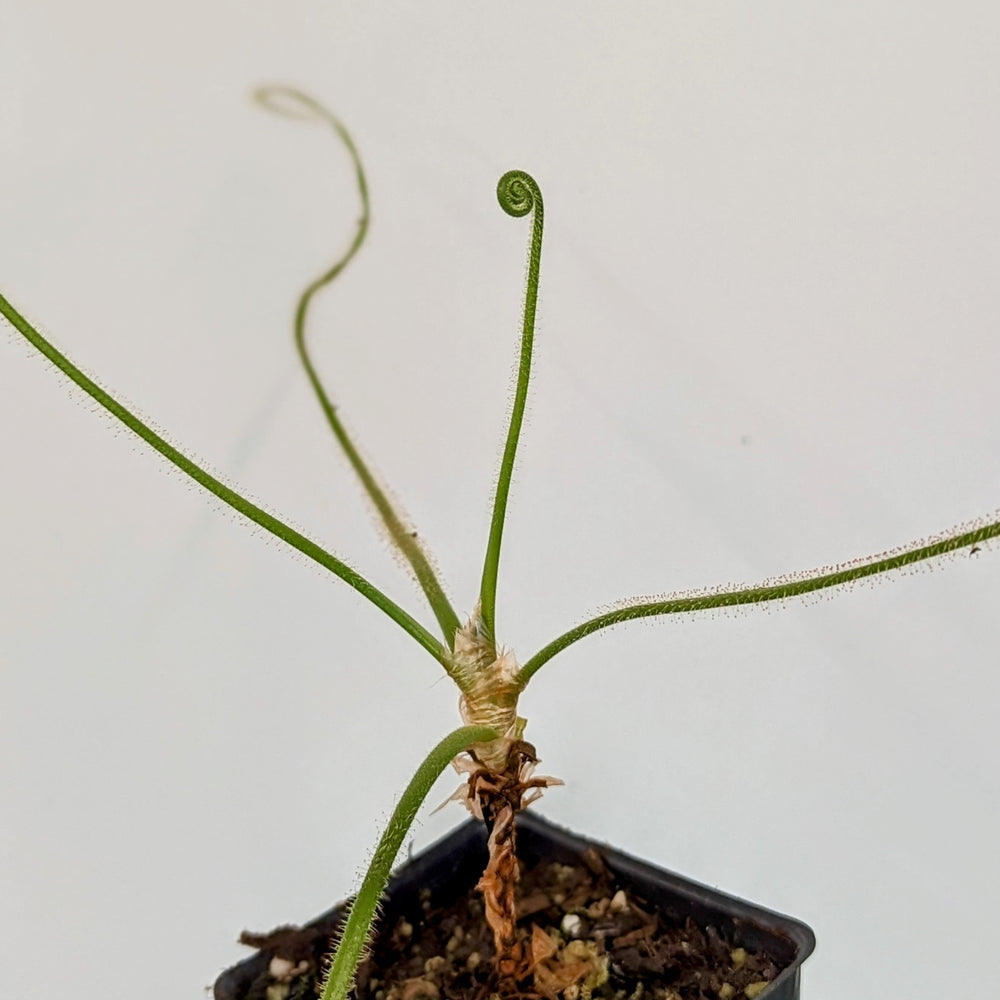 
                      
                        Drosera spiralis (Giant Form)
                      
                    