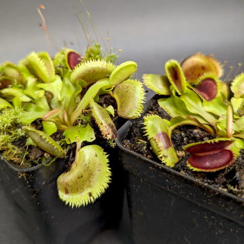 Venus flytrap plants in a small tray with lime green traps edged in red