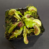 Dionaea muscipula "Scarlantine"