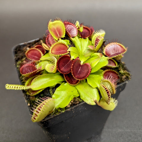 Venus flytrap Dionaea muscipula with red interior traps in a small black pot