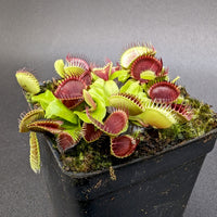 Dionaea muscipula Cup Trap