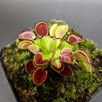 Dionaea muscipula Cup Trap