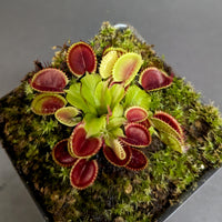 Dionaea muscipula Cup Trap