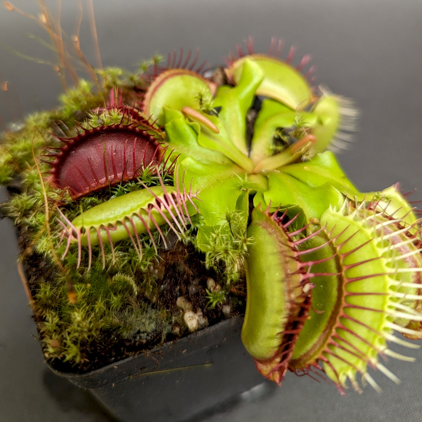 venus fly trap succulent Venus Flytrap- Dionaea muscipula "SD Kronos" – Carnivero