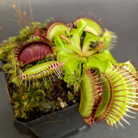 Dionaea muscipula "SD Kronos"