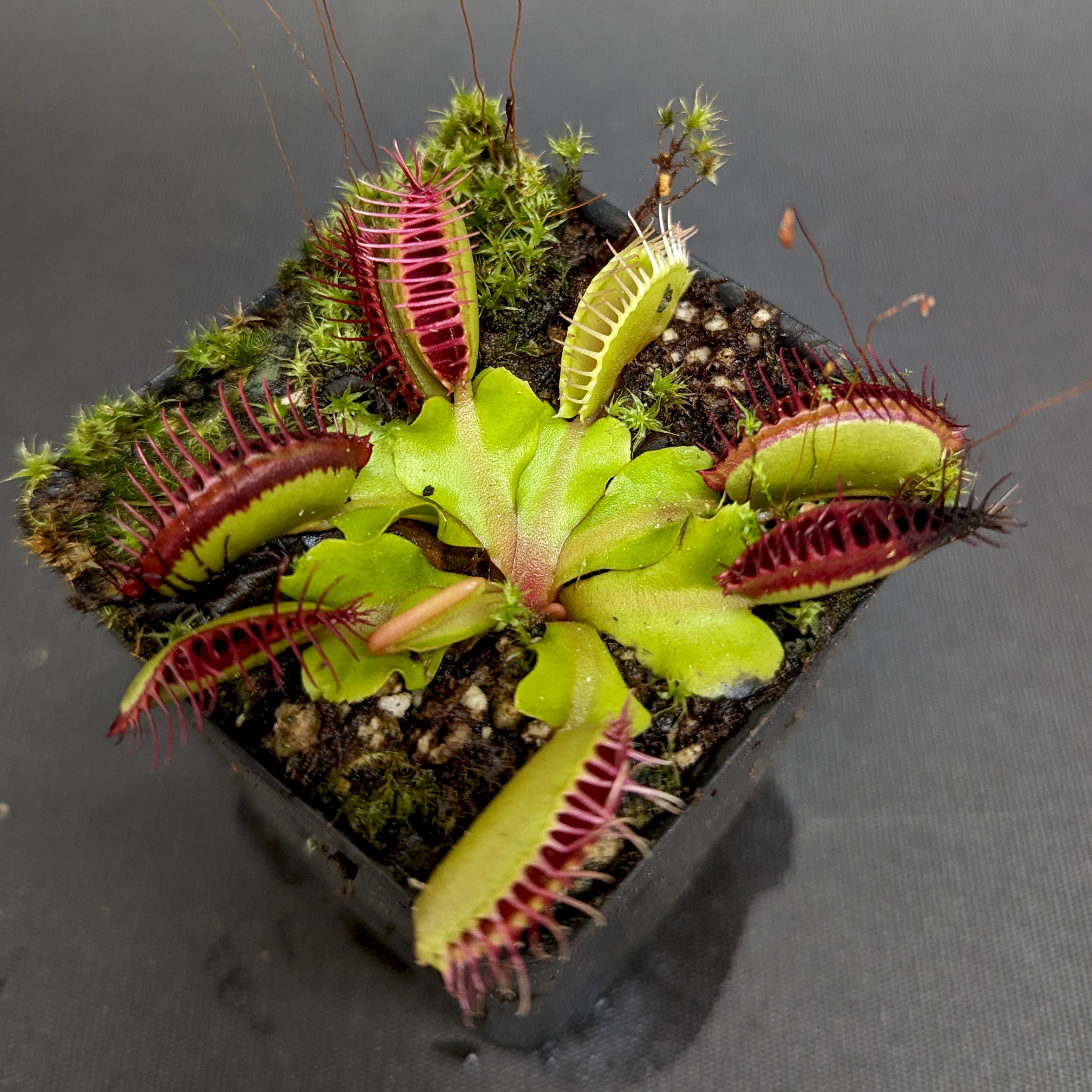 Venus Flytrap- Dionaea muscipula 