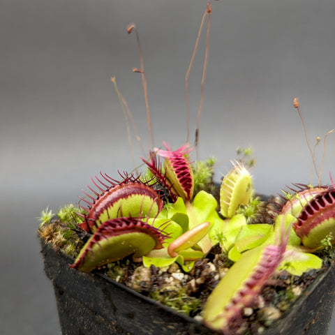 SD Kronos Venus flytrap in a small pot with multiple green traps edged in red and tall flower stalks
