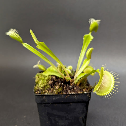 Venus flytrap Big Mouth with an open trap showing toothlike edges against a dark background