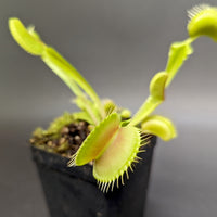 Dionaea muscipula 'Big Mouth'