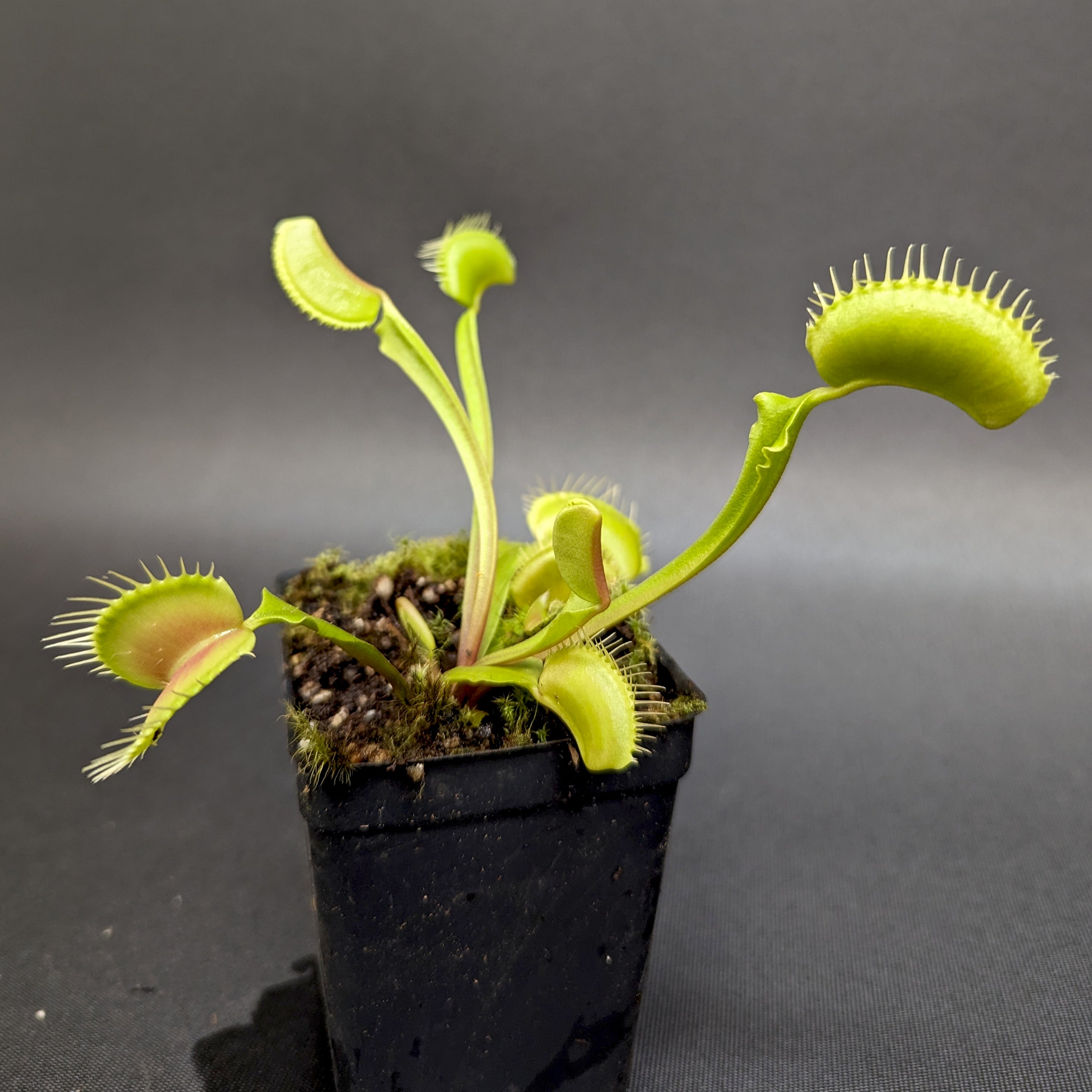 Venus Flytrap - Dionaea muscipula 'Big Mouth' – Carnivero