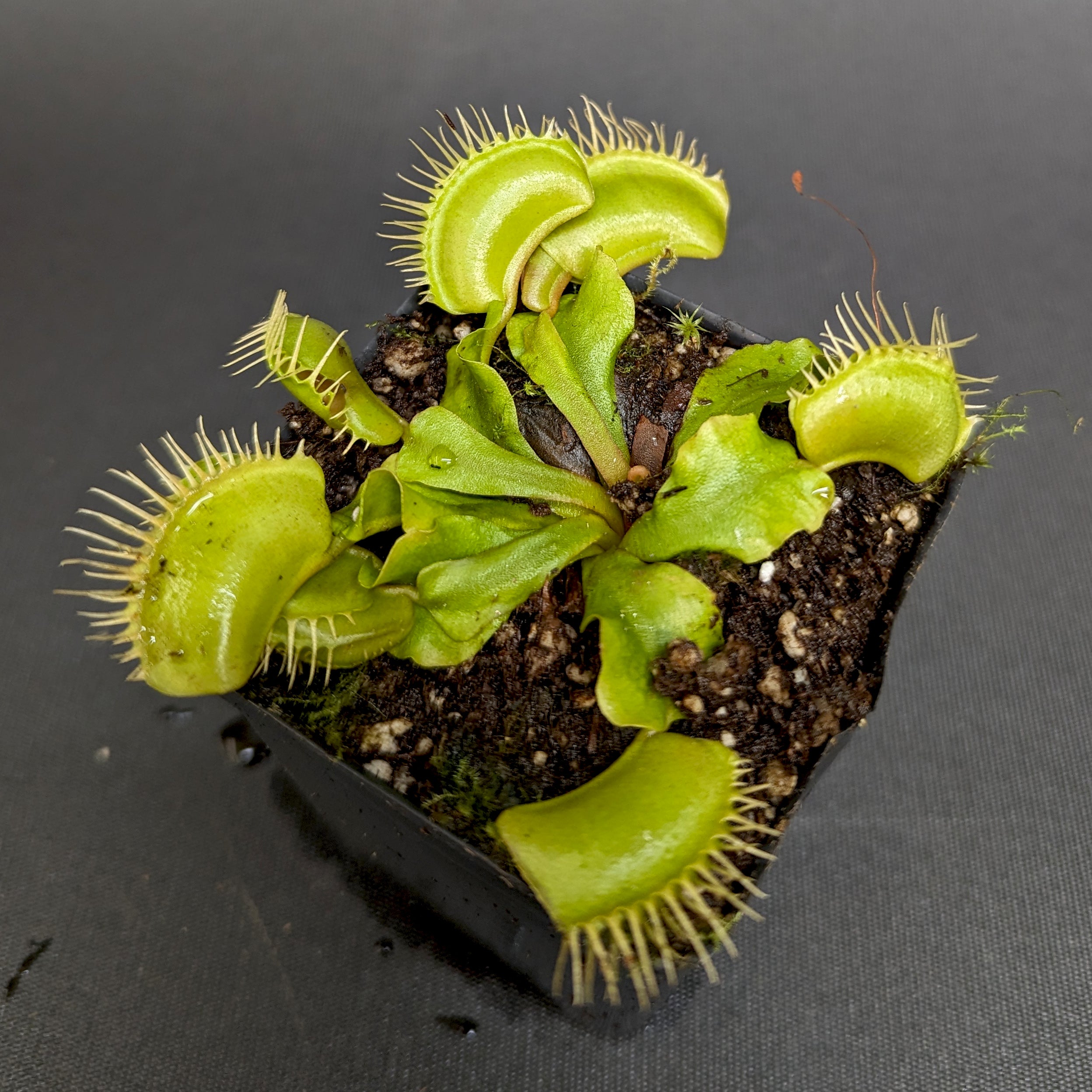 Venus Flytrap - Dionaea muscipula 'Big Mouth' – Carnivero Venus Flytrap - Dionaea muscipula 'Big Mouth' – Carnivero