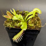 Dionaea muscipula "Red Line" (CK)