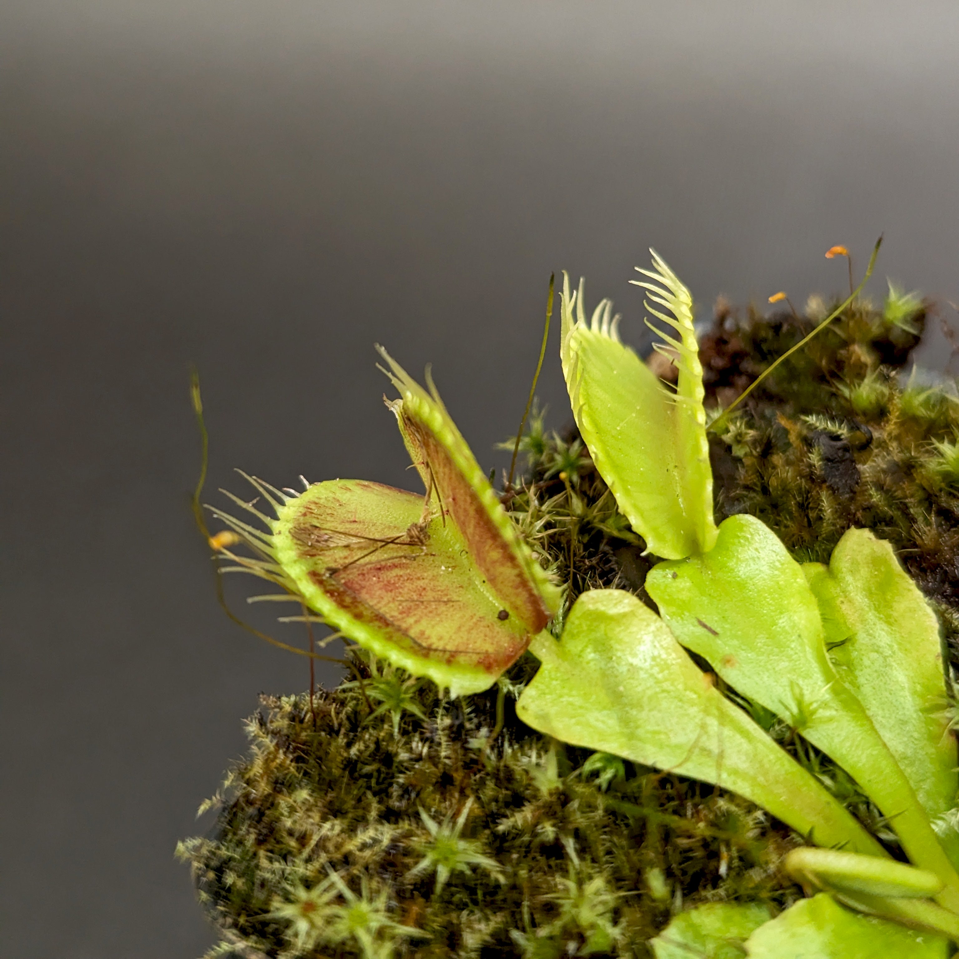 Venus Flytrap- Dionaea muscipula 