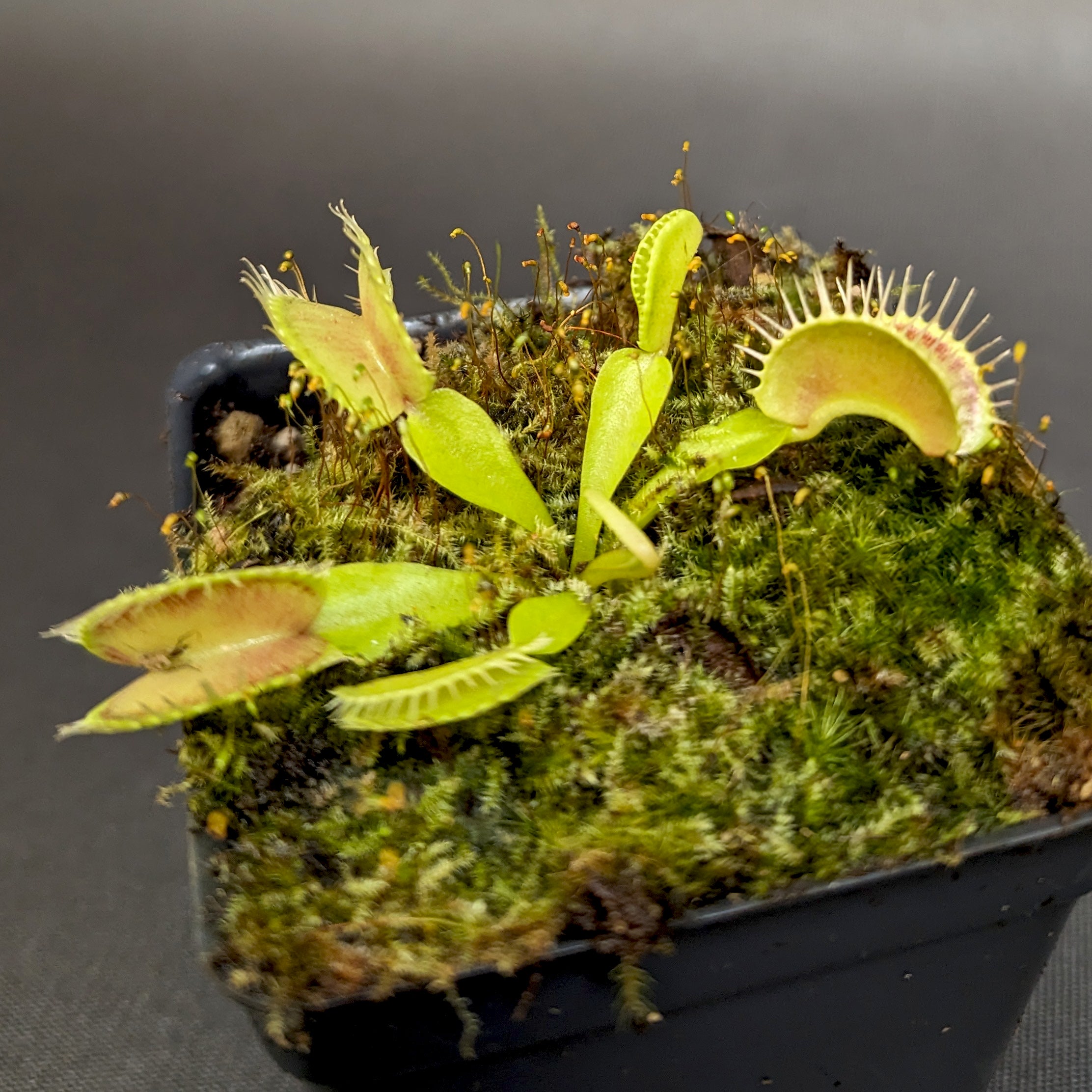 ベラドンナ Venus Flytrap- Dionaea muscipula CK Double Cerberus – Carnivero