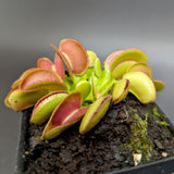 Dionaea muscipula 'Microdent'