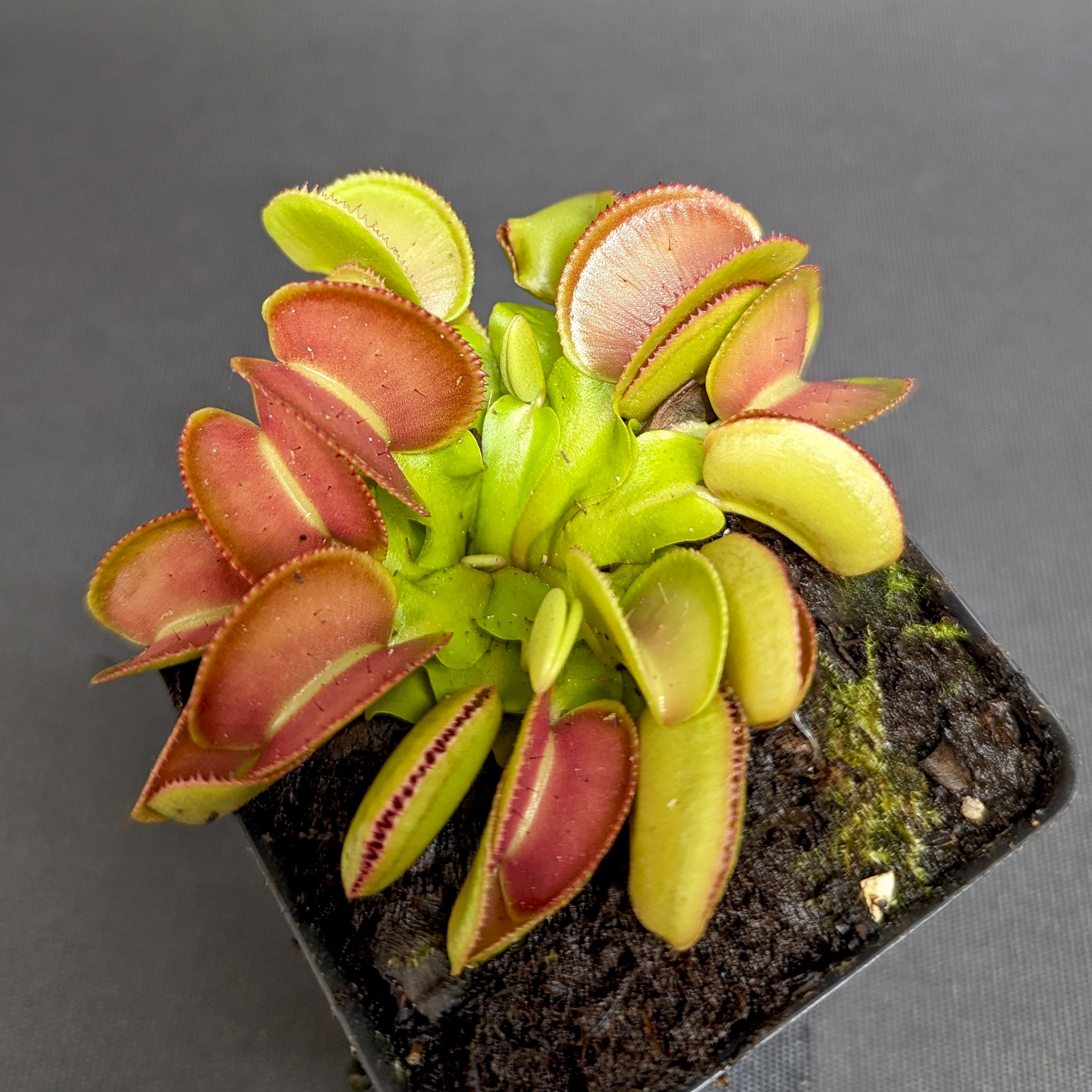 Venus Flytrap- Dionaea muscipula 'Microdent' – Carnivero