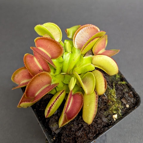 Venus flytrap Microdent with red edged traps in a black square pot