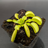 Dionaea muscipula 'Microdent'