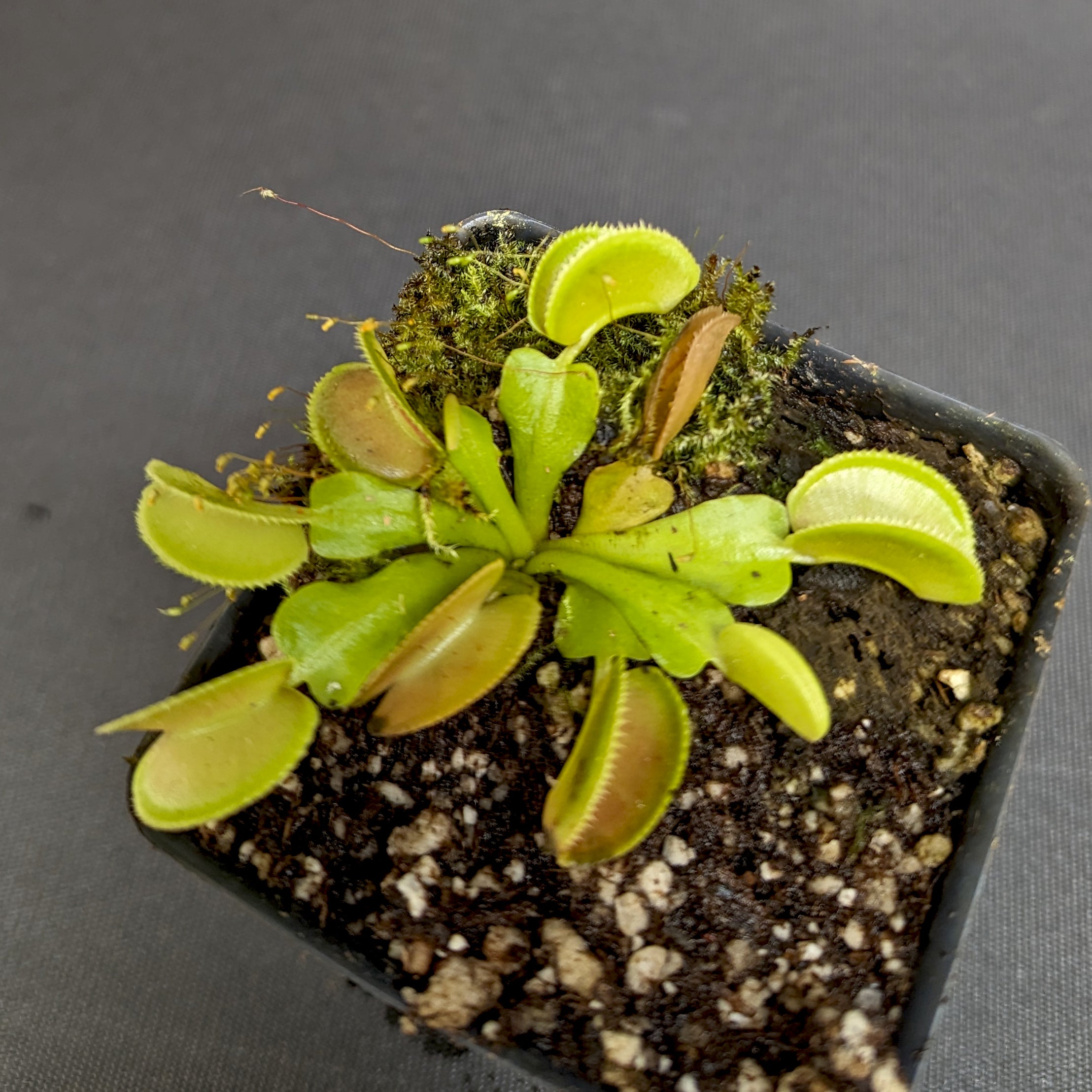Venus Flytrap- Dionaea muscipula 'Microdent' – Carnivero