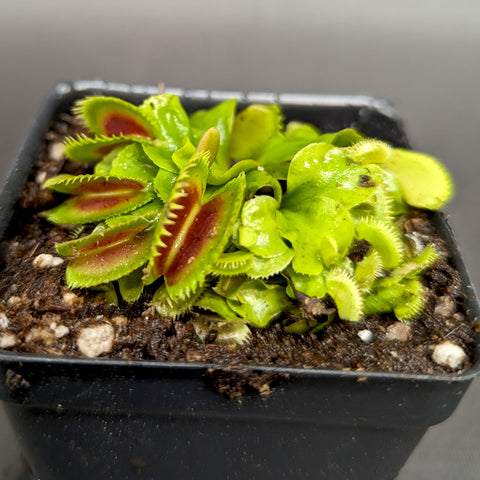 Red Sawtooth Venus flytrap with lime green leaves and red inner traps with jagged edges in a small pot