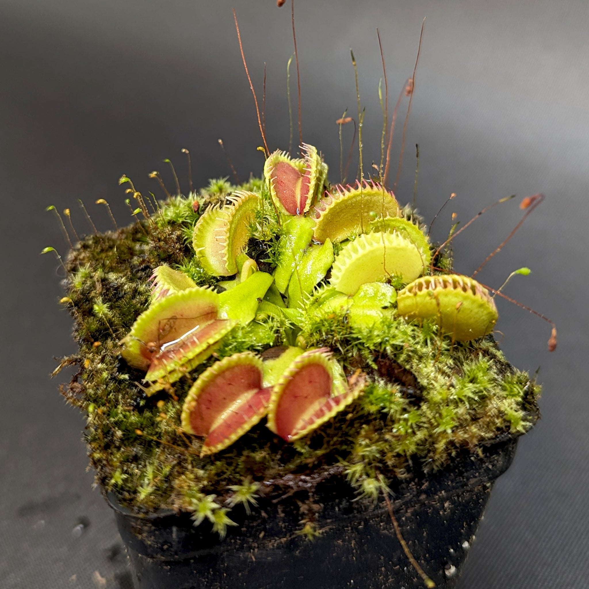 Venus Flytrap- Dionaea muscipula 