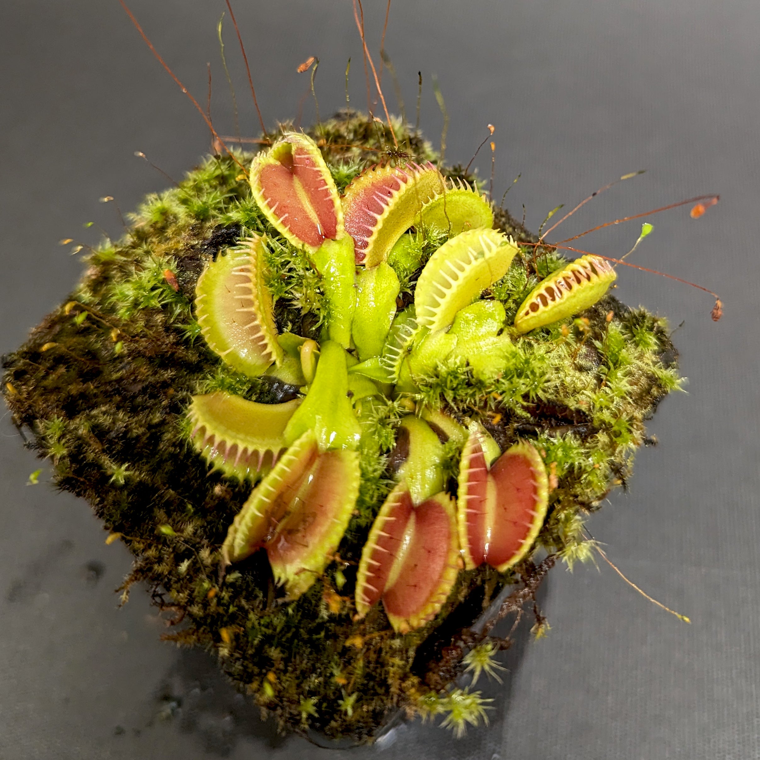 Venus Flytrap- Dionaea muscipula 
