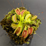 Dionaea muscipula "WB4" (CK)