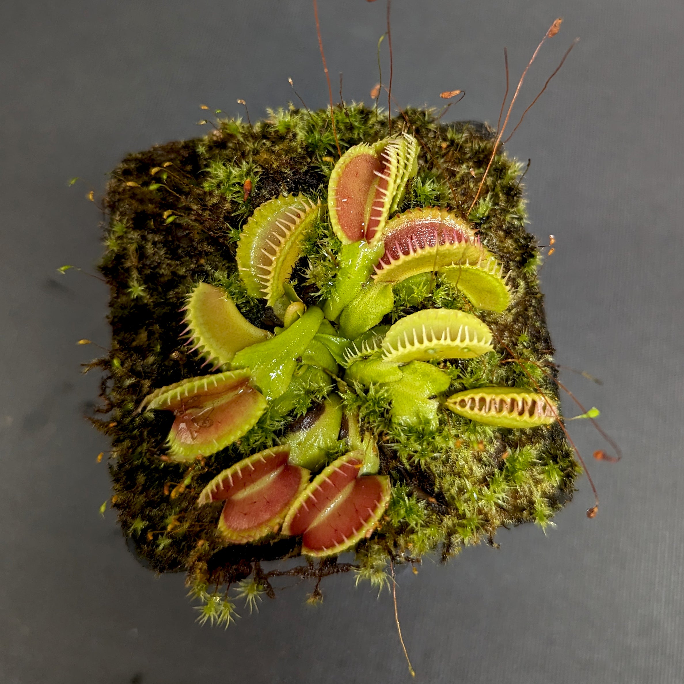 Venus Flytrap- Dionaea muscipula 