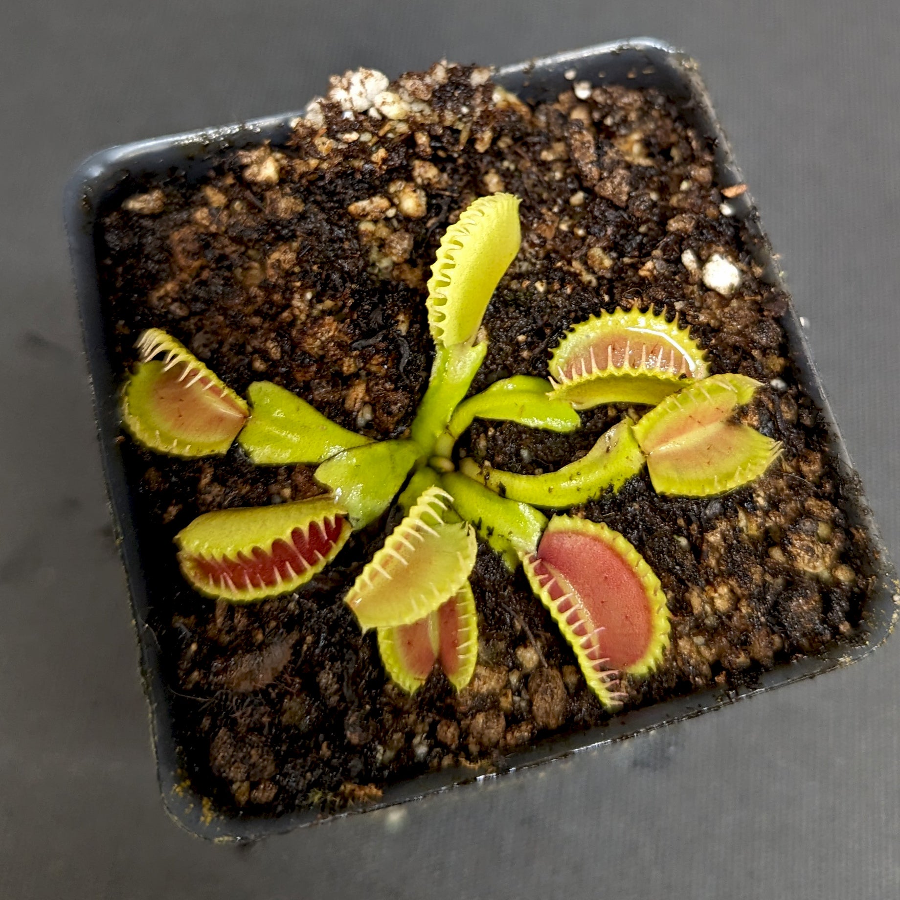 WATWINGペンラ Venus Flytrap- Dionaea muscipula 