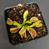 Dionaea muscipula "WB4" (CK)
