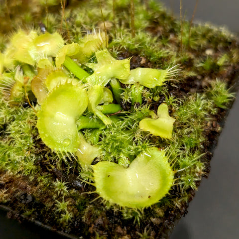 Venus flytrap Spiderman cultivar in a mossy pot with multiple traps