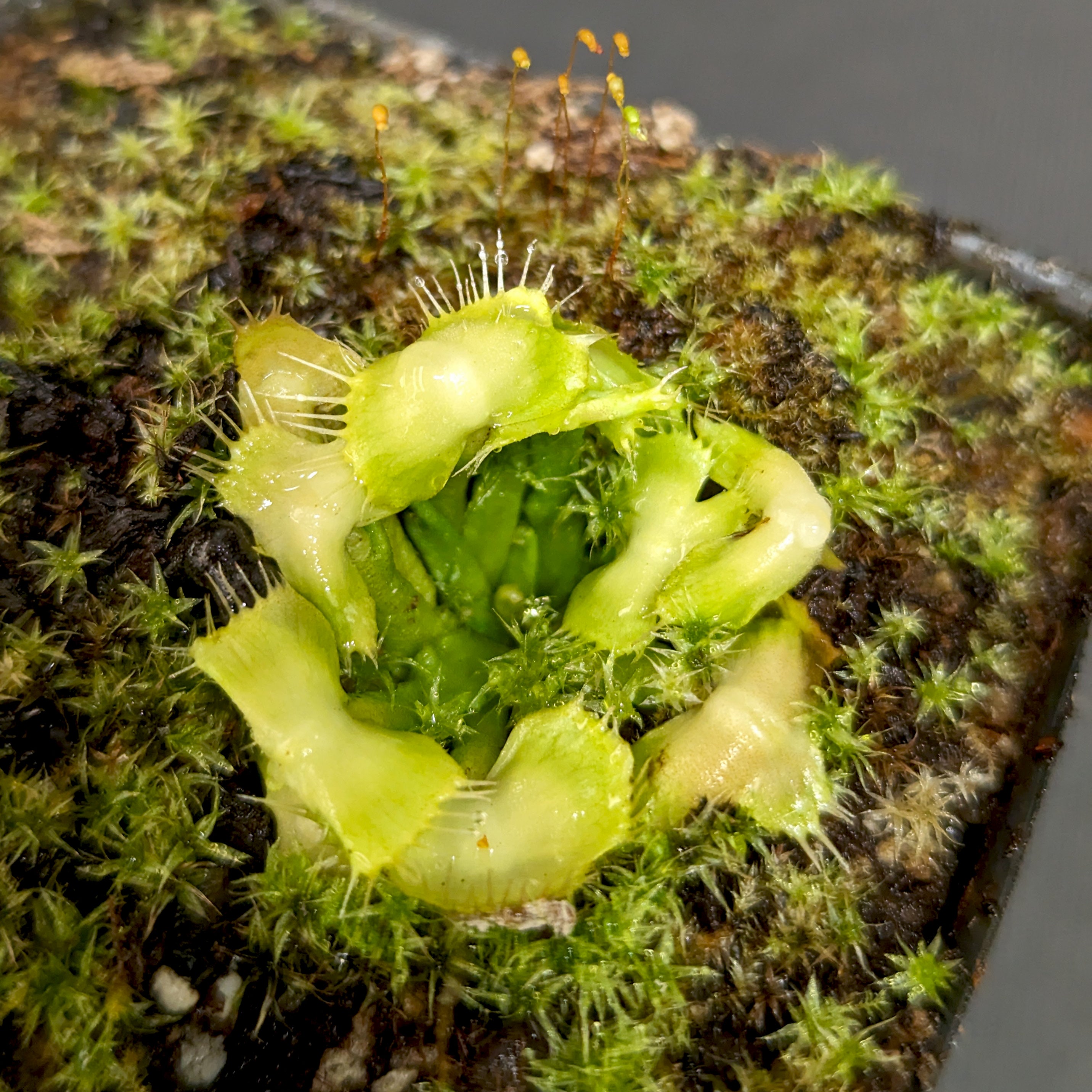 Venus Flytrap- Dionaea muscipula 